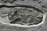 Museum Quality Armored Fish Fossil - Scotland #5968-3